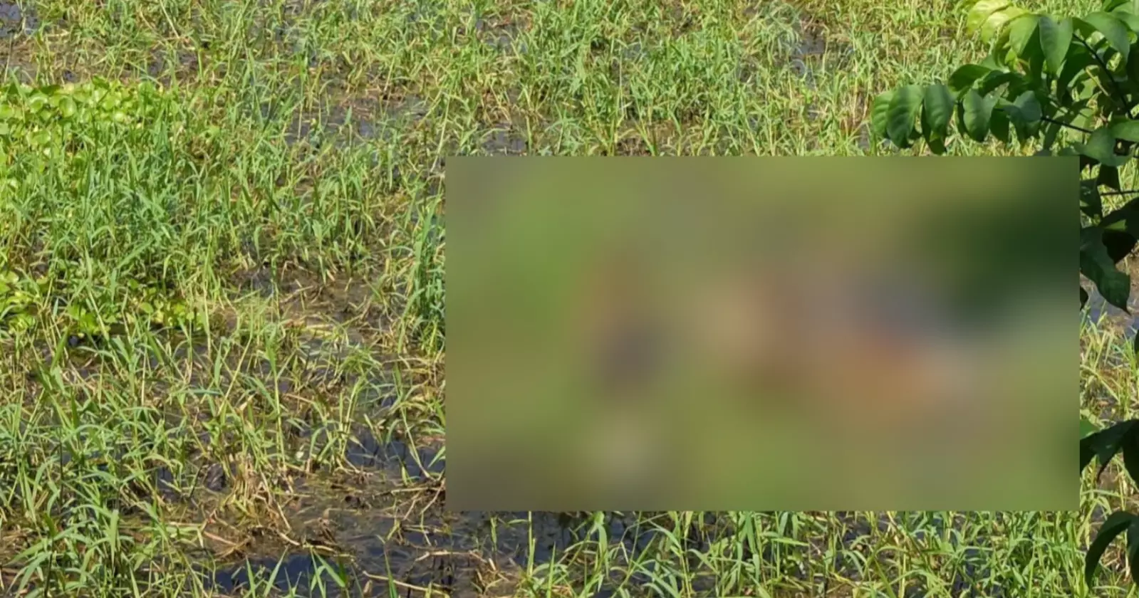 Missing 105-year-old woman found dead in Chandpur crop field 
