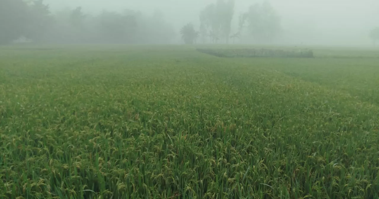 Dense fog blankets Lalmonirhat as signs of winter emerge
