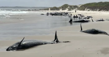 More than 150 false killer whales stranded on a beach in Australia's Tasmania state
