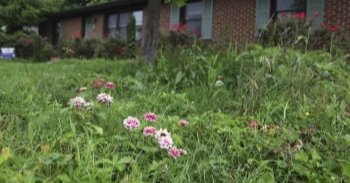 Bored with manicured lawns, some homeowners adopt No Mow May all year long
