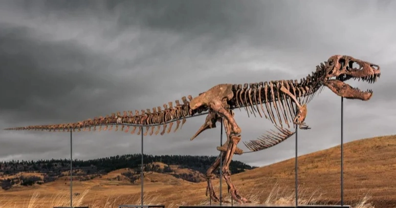 67-million-year-old T. rex fossil sells for record $50.1 million at auction