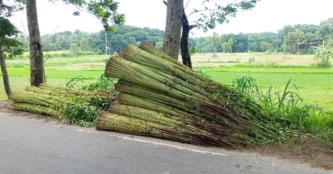 Water shortage disrupts jute retting in Lalmonirhat, sparking price concerns