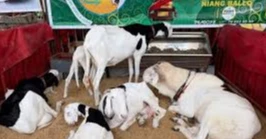 Luxury sheep steal the spotlight at Senegal’s high-profile beauty contest