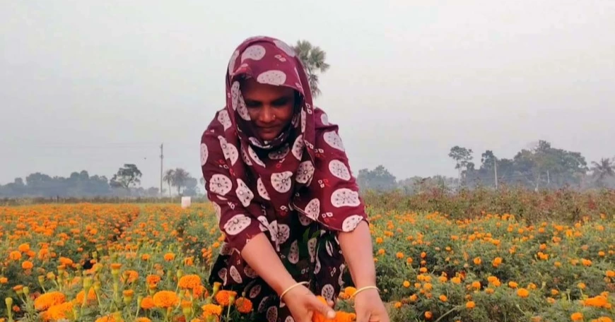 Jashore’s Gadkhali blooms with hope; flower business may cross Tk 400 crore 