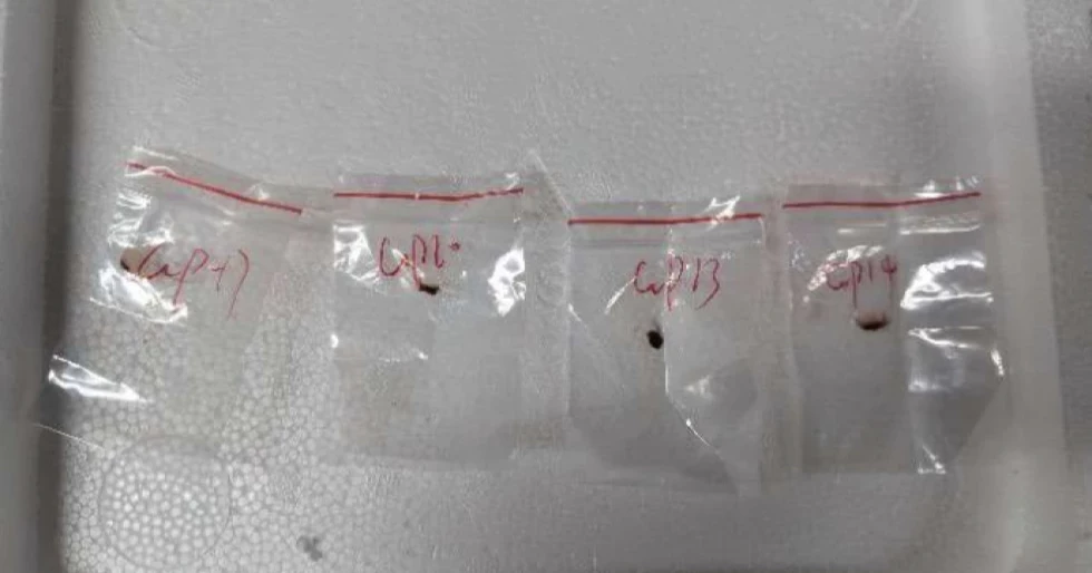 US says it broke up effort to bring toxic fungus to Michigan lab from China