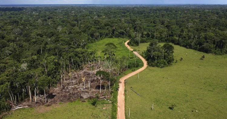 Removal of hundreds of illegal cattle in the Amazon sparks protests and divides residents