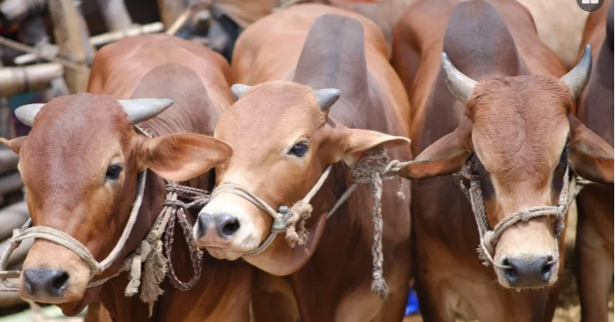 Eid-ul-Azha: Cattle markets gain momentum in Madaripur