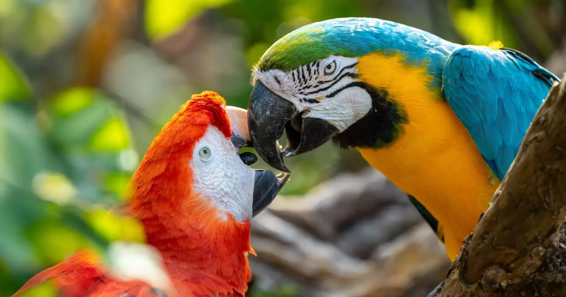 Study suggests parrots may use names to identify individuals