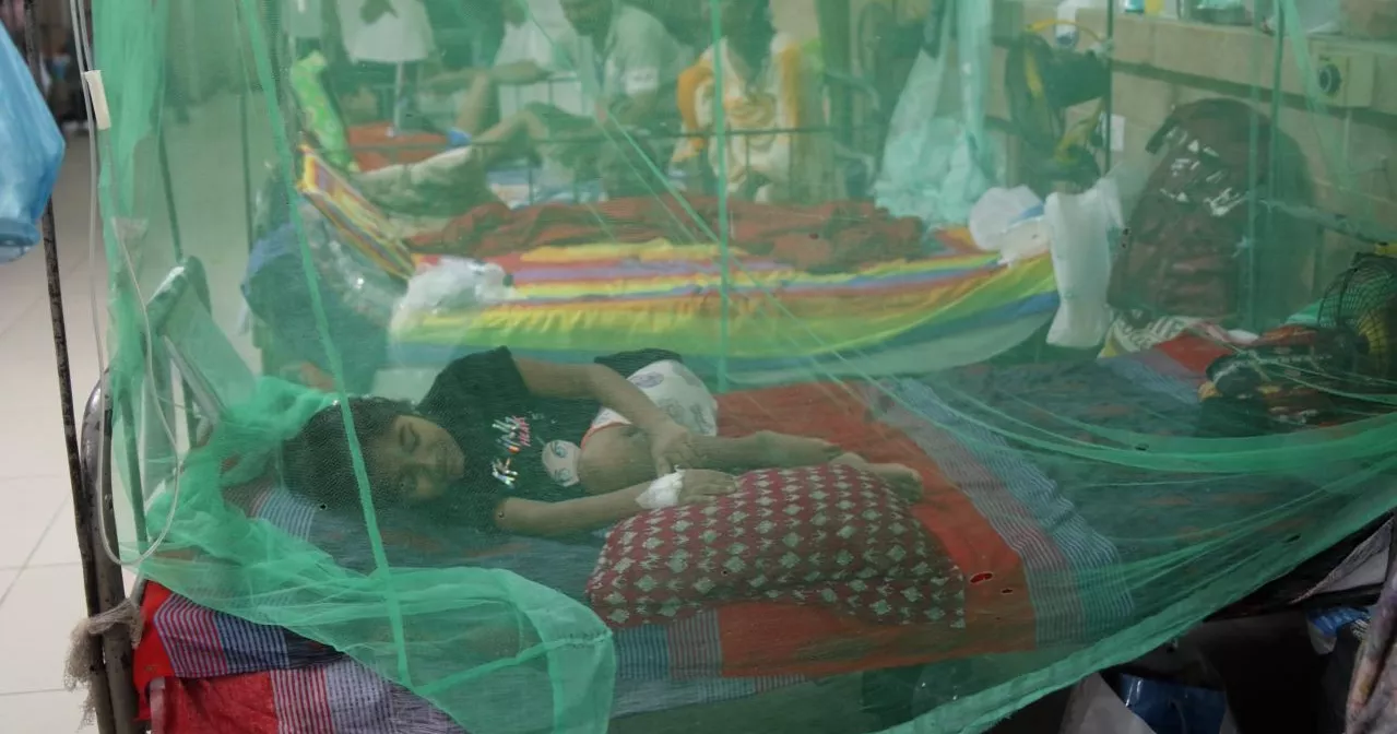 Dengue: 5 more die, 1,110 hospitalised in 24 hours