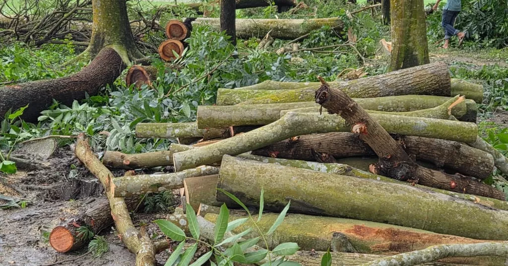 400 trees felled in Patuakhali ‘over land dispute’