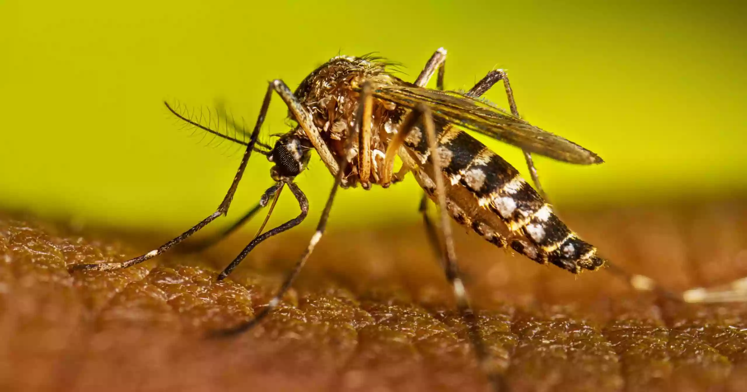 Dengue cases hit record daily high, deaths second-highest this year