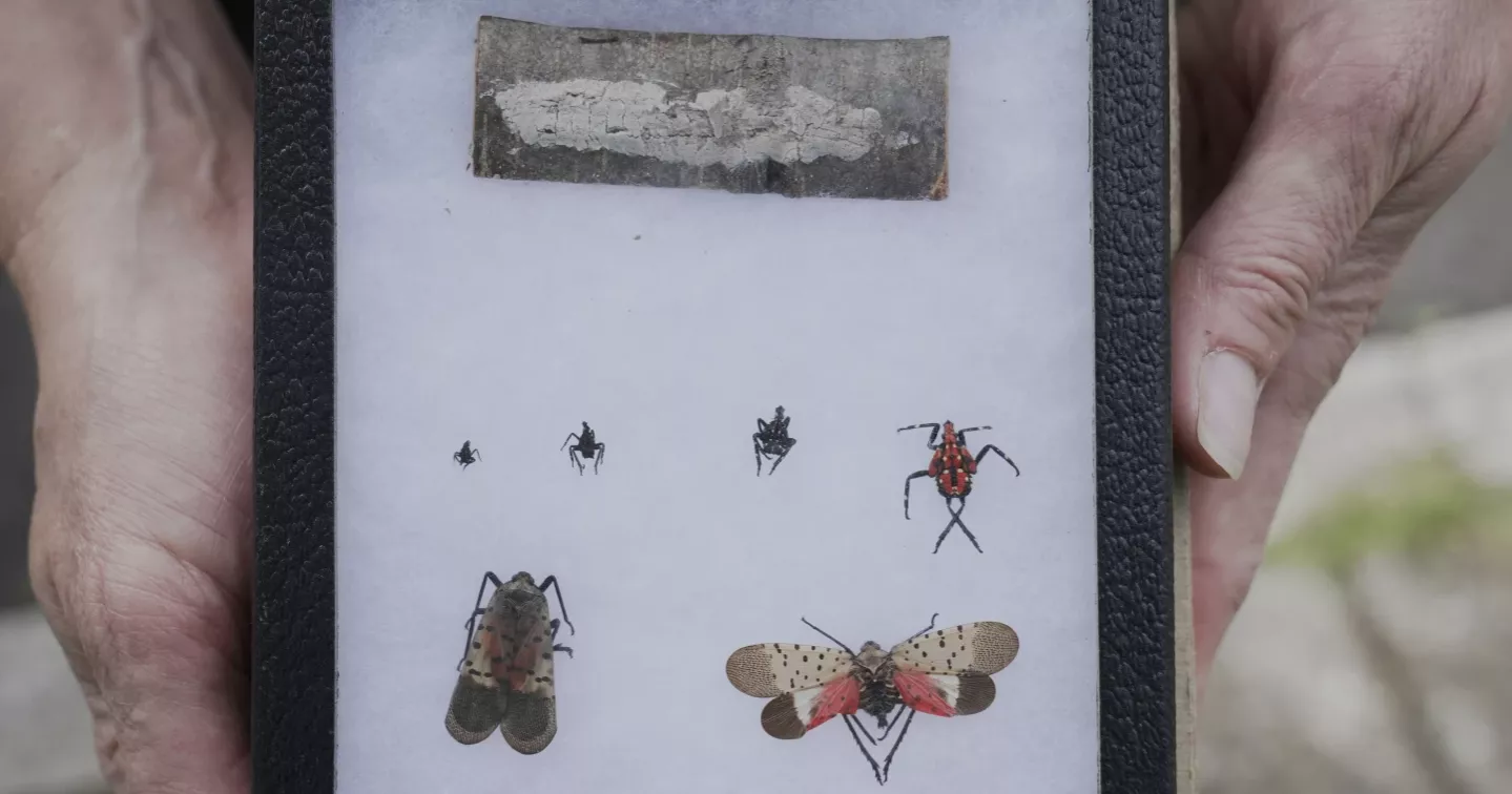 Four-legged investigators sniff out spotted lanternfly eggs to slow the spread of invasive pest