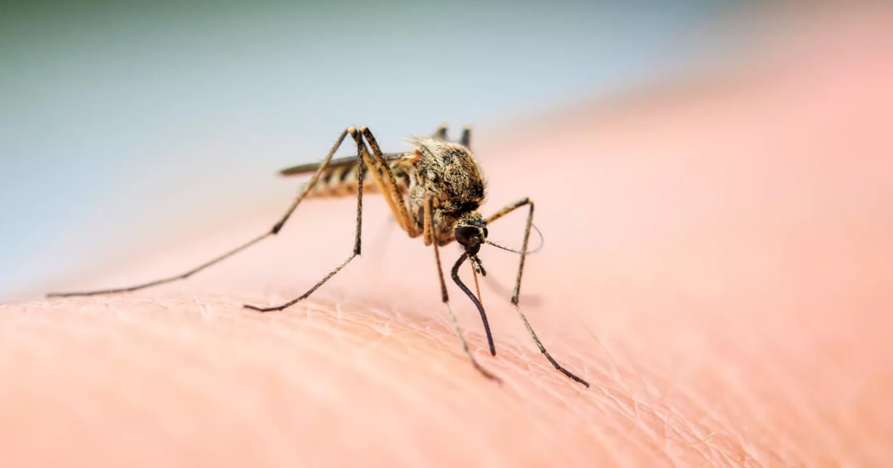 Dengue: Death toll hits 200 this year