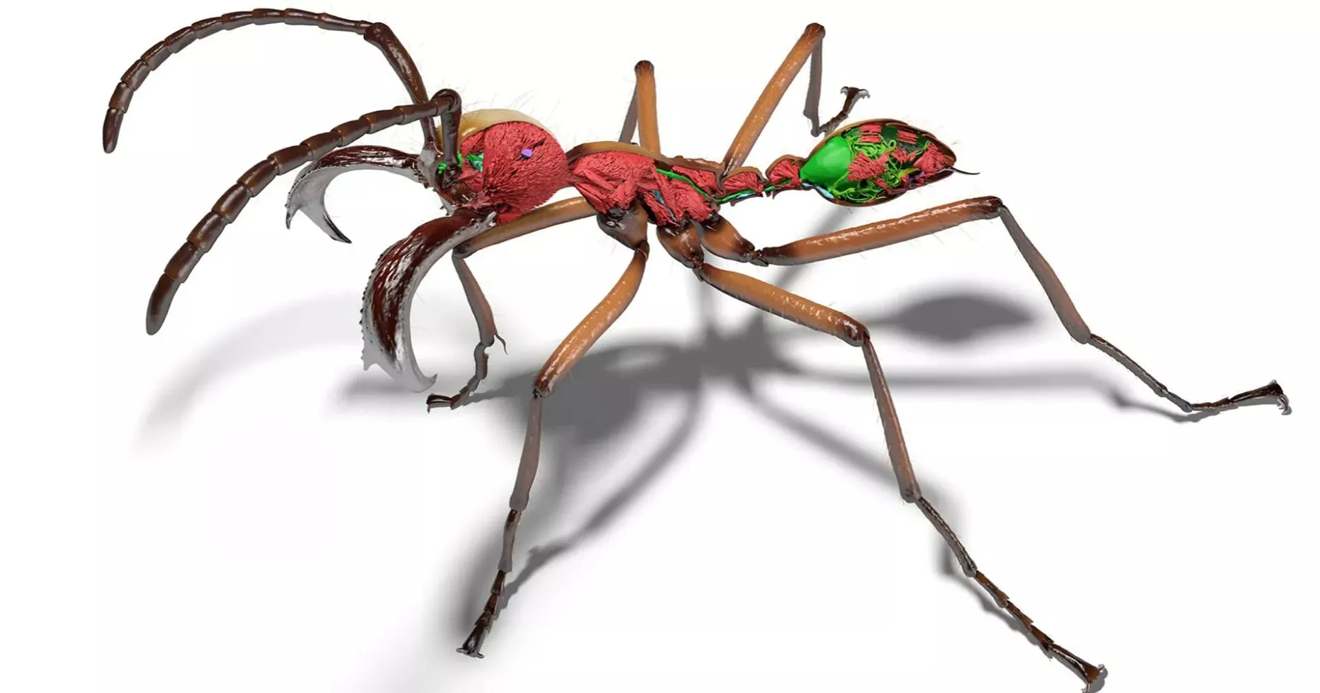 Scientists build digital library of ants using AI and synchrotron scans