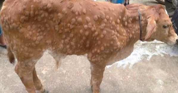 Outbreak of lumpy skin disease in Thakurgaon worries farmers