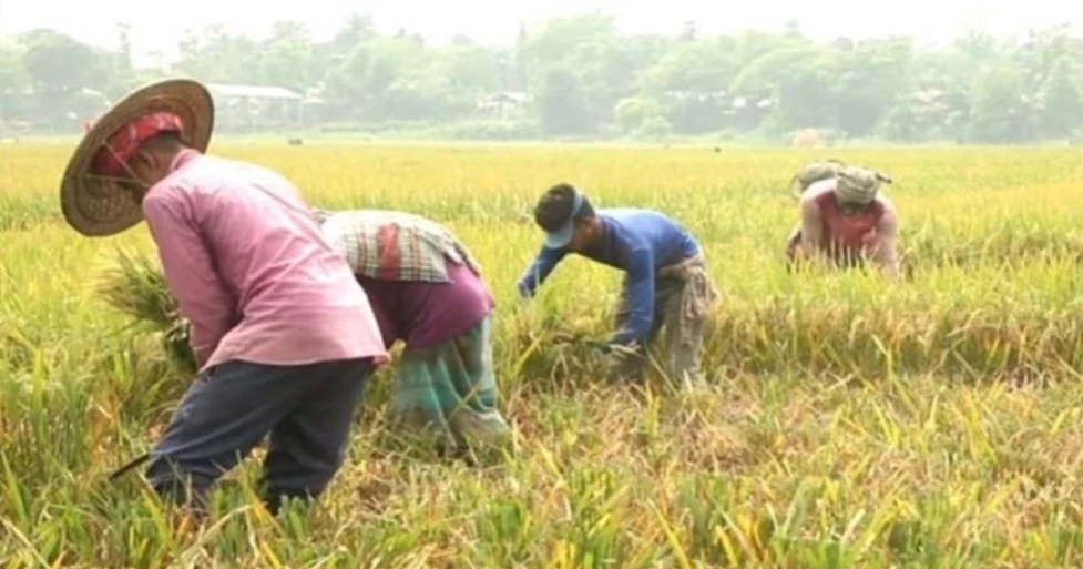 BWDB asks farmers in Sunamganj to harvest paddy early amid flood fears