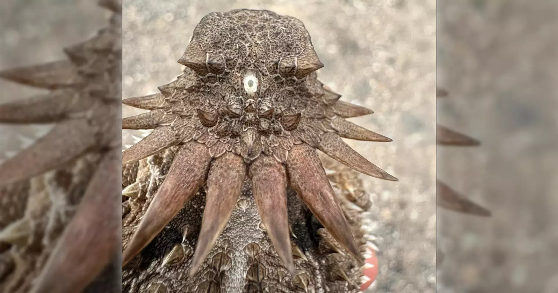 Ancient ‘cyclops-like’ creature may hold key to origin of human eyes, study finds