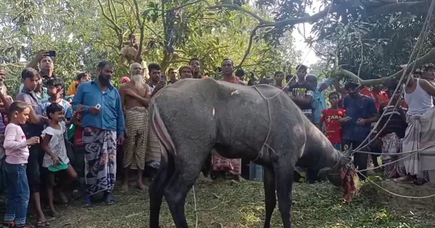 Endangered nilgai rescued in Chapainawabganj 