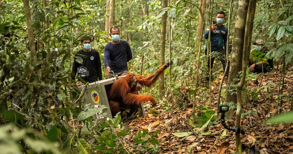Indonesia relocates 8 orangutans to protected forest after wildfires
