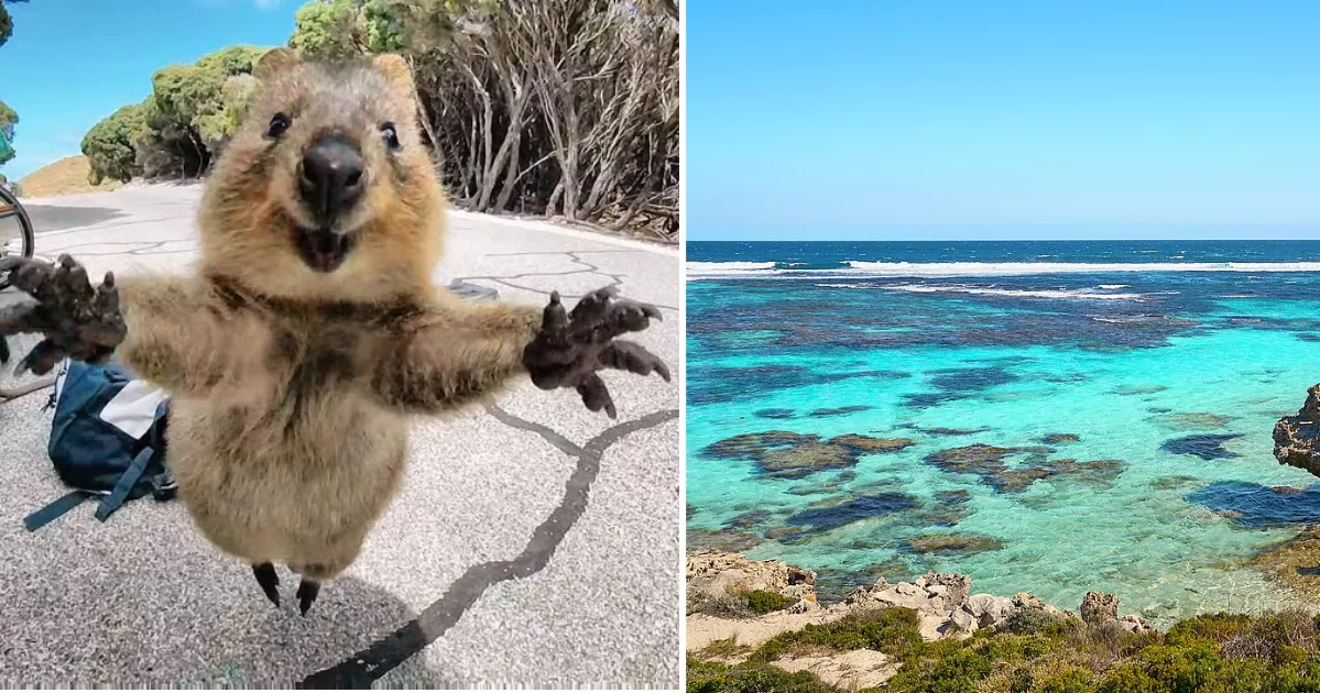 Smiling Quokka Turned Rottnest Island into a Global Tourist Hotspot