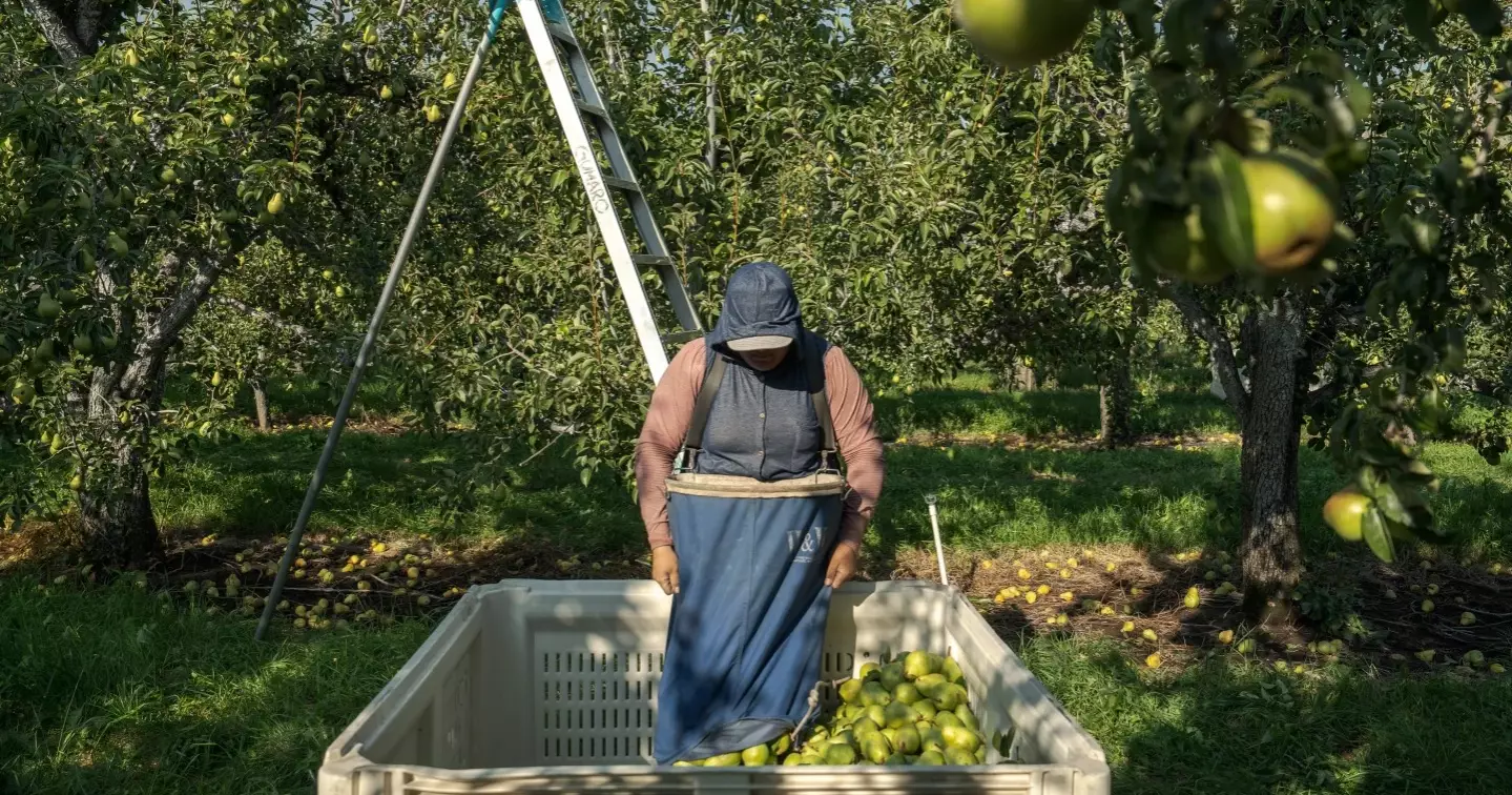Pregnant farmworkers face rising health risks as heat intensifies in the US