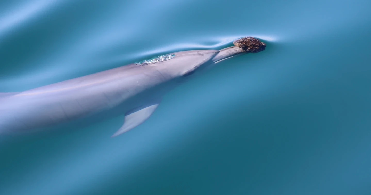 Some Australian dolphins use sponges to hunt fish — but it’s not as easy as it looks