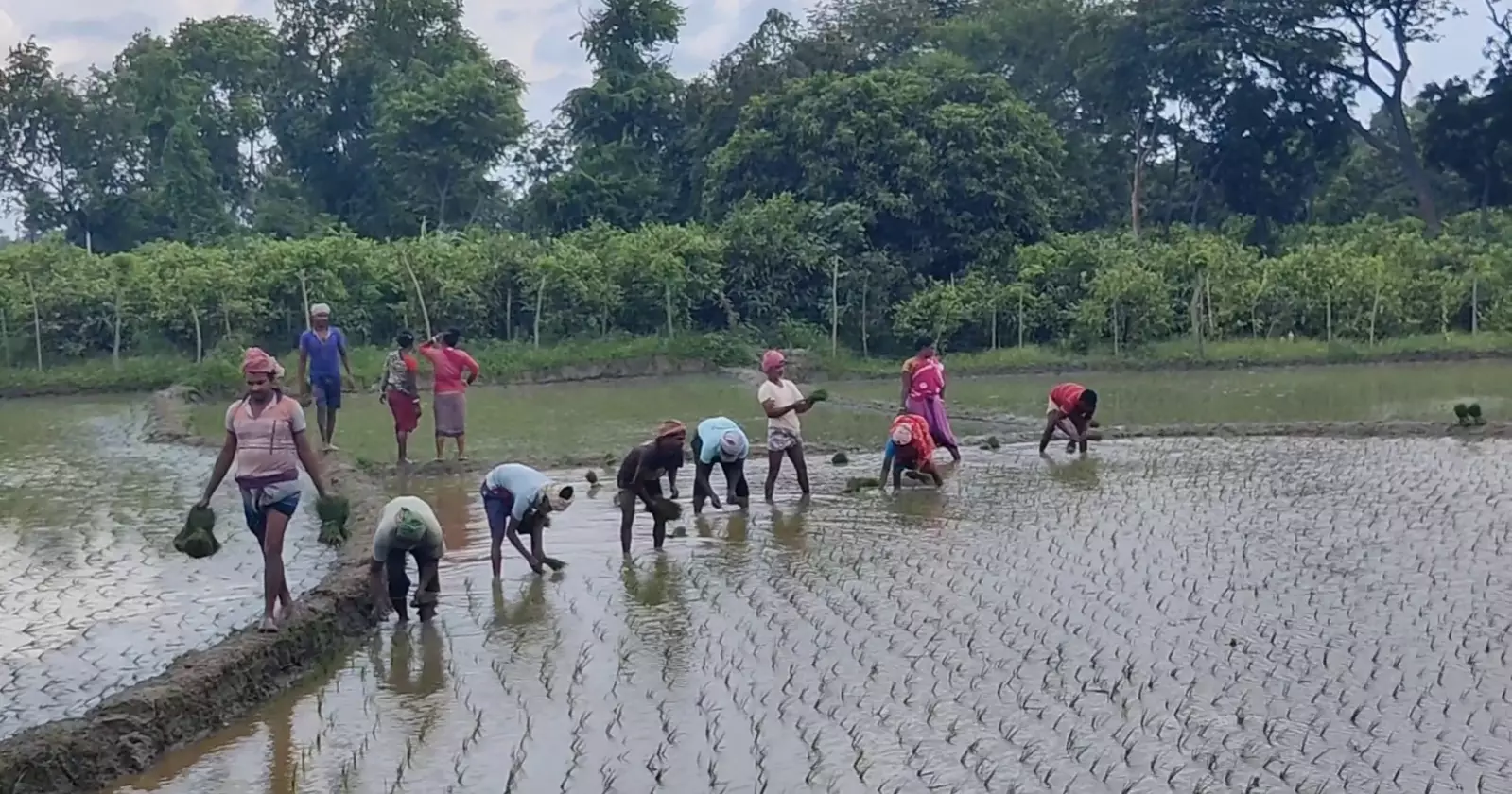 Early rains spur Aman cultivation in Chapainawabganj
