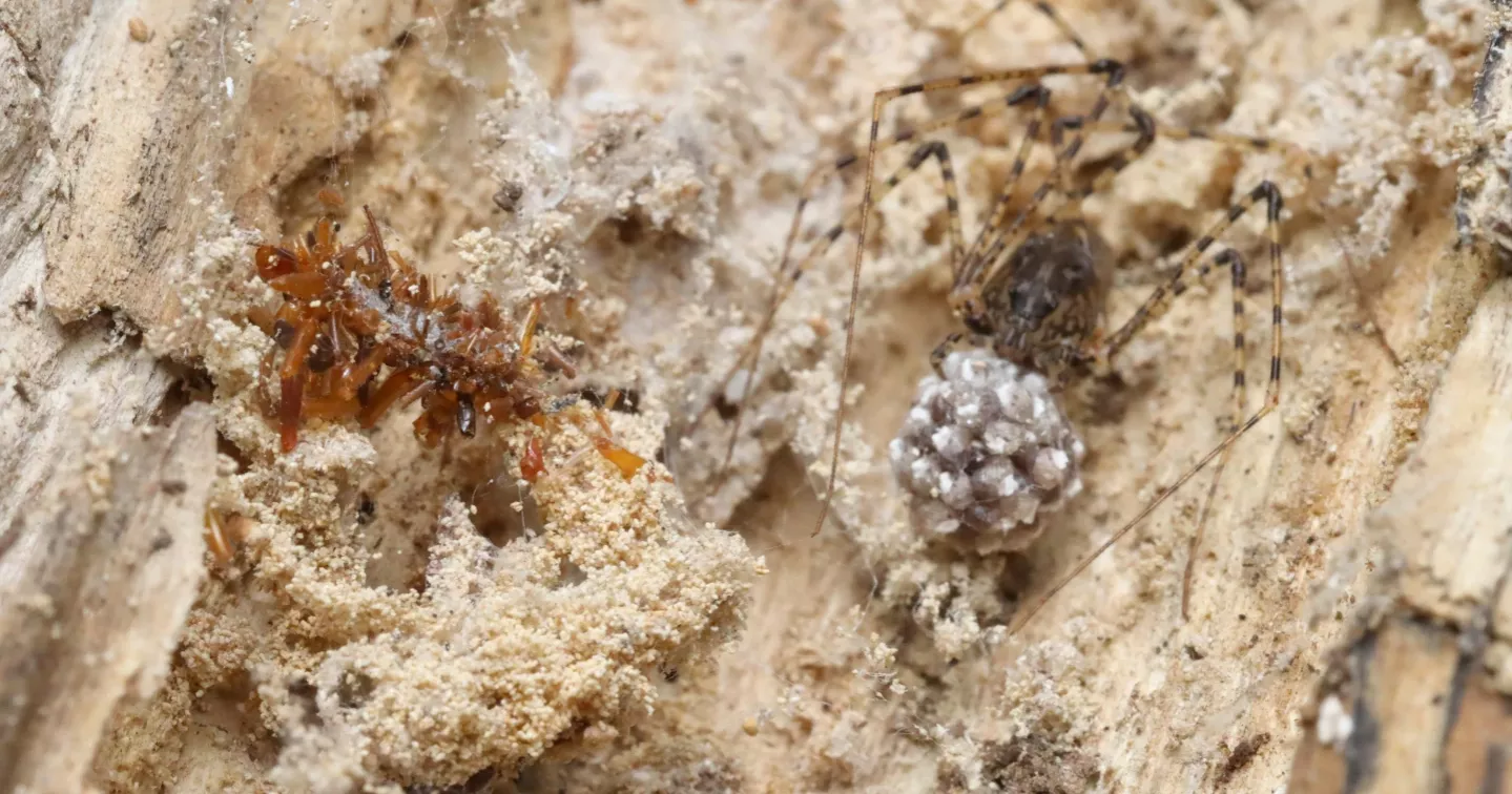 A carnivorous ‘bone collector’ caterpillar dresses in the remains of its prey