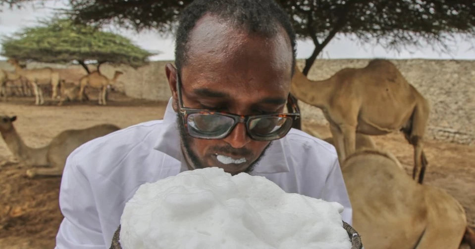 Somalia’s camel milk industry boosts nutrition, creates jobs