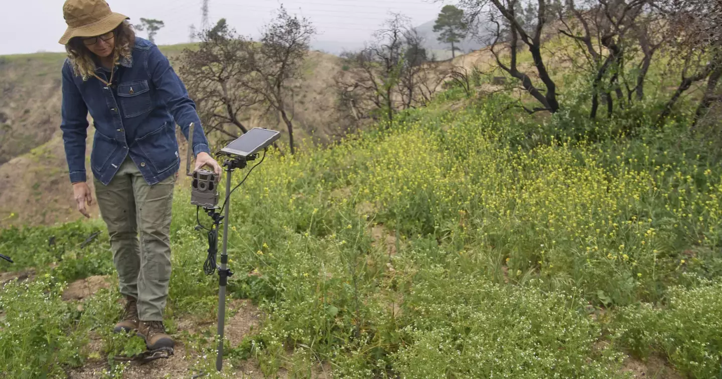Left alone by humans, wildlife returns to the Eaton Fire burn area