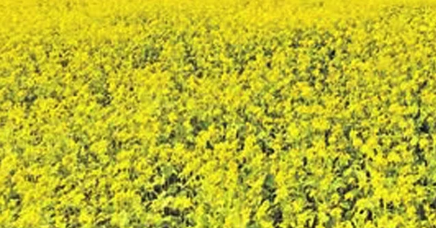 Sirajganj’s mustard fields bloom into golden seas, promise bumper harvest