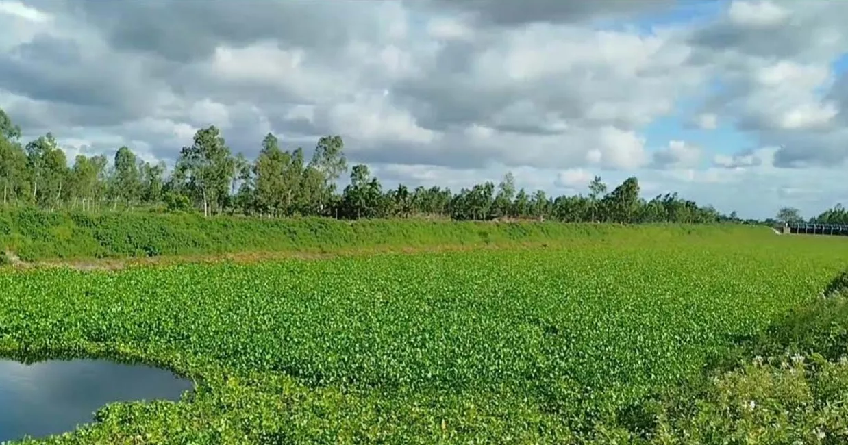 Teesta irrigation project: Water in canals, but thousands of farmers struggle to irrigate fields