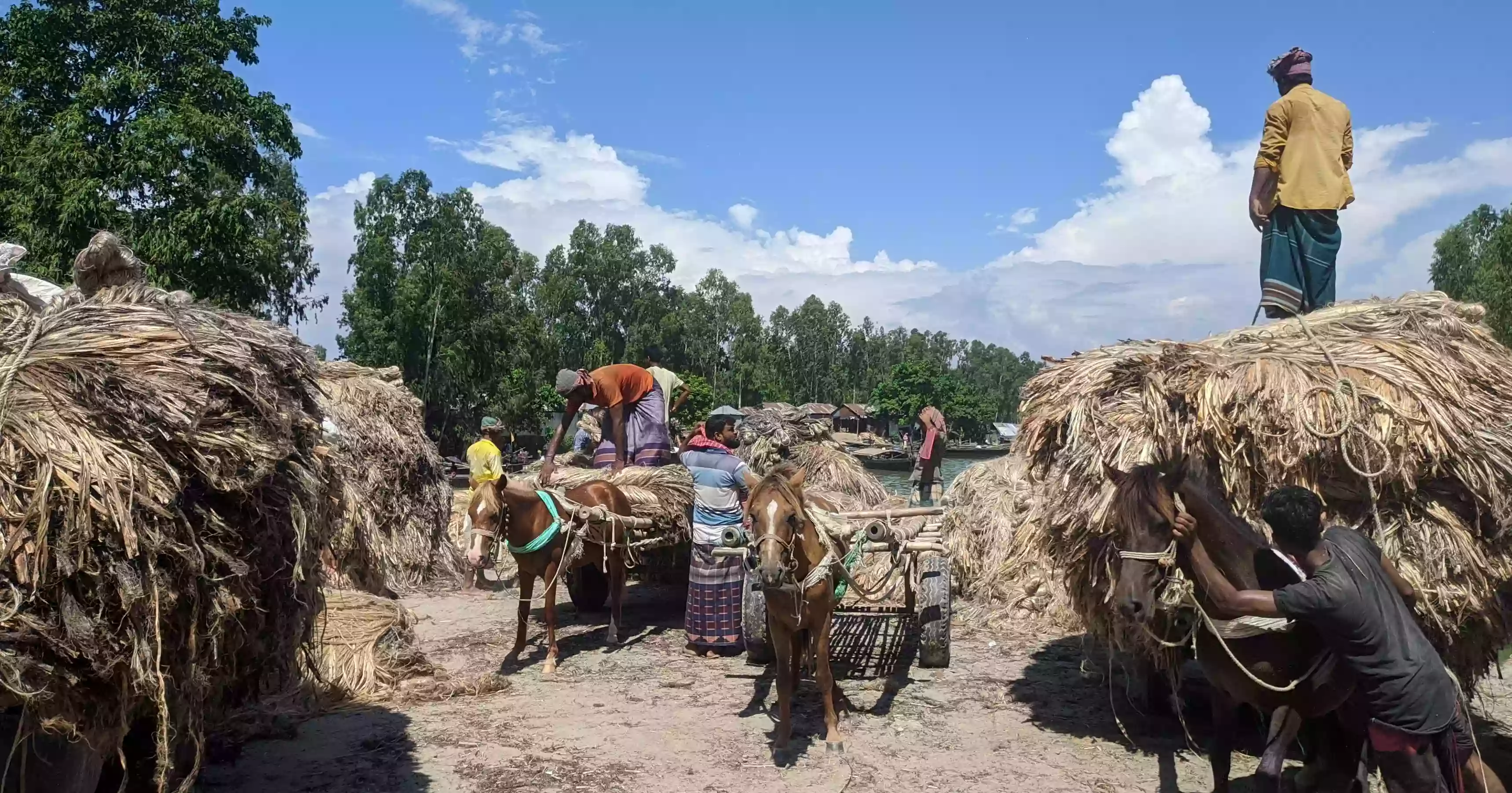Farmers unhappy over low jute price in Kurigram