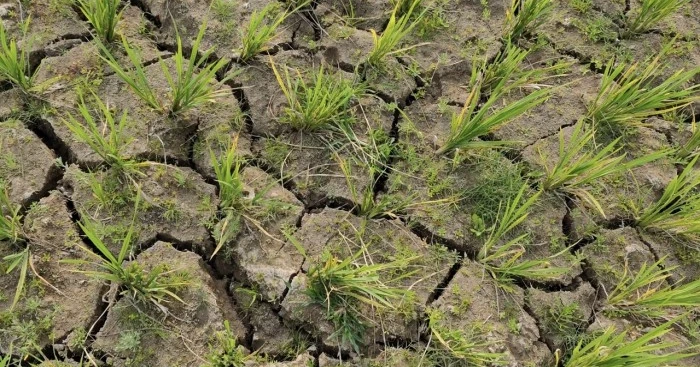 Drought deepens irrigation crisis in Sunamganj’s haor belt