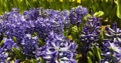 Want your garden to smell as amazing as it looks? These flowers can help