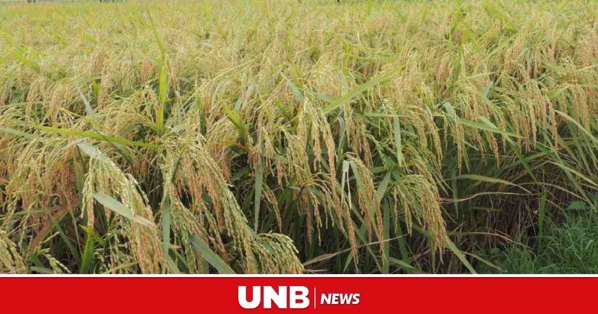 South Asia agriculture and food systems show resilience amid pandemic ...