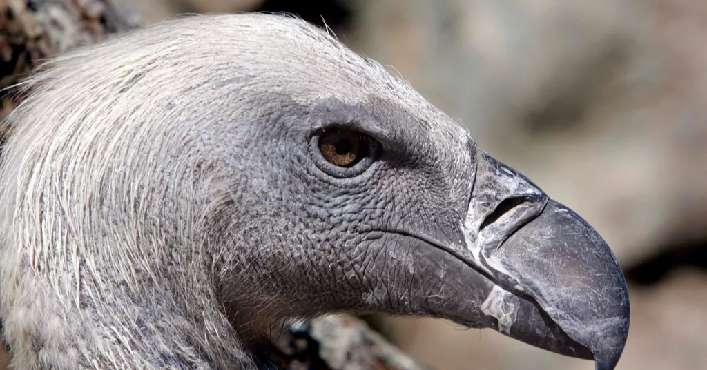 Vultures often go unappreciated—African Conservationists want to change that