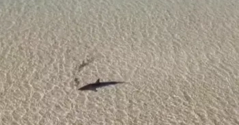 Australians rescue a 10-foot great white shark stranded in shallow water