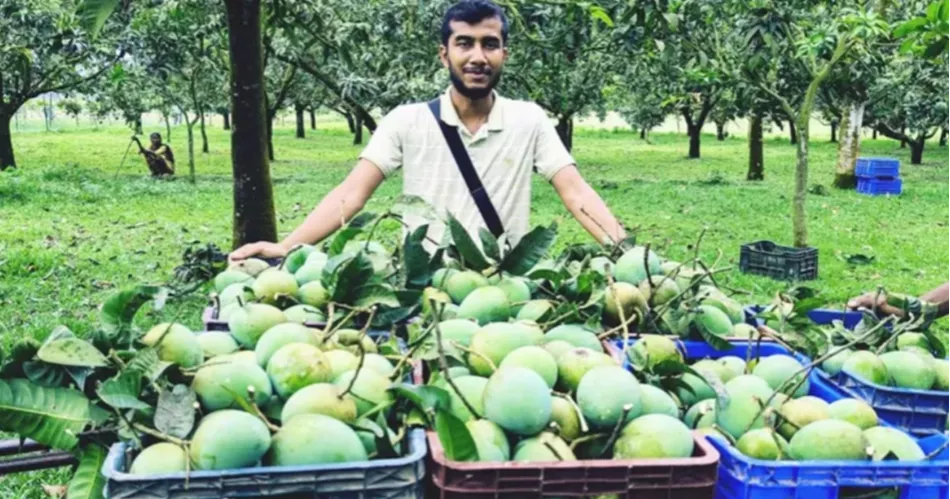 Haribhanga mango harvest turns Northern Bangladesh into hub of economic activity