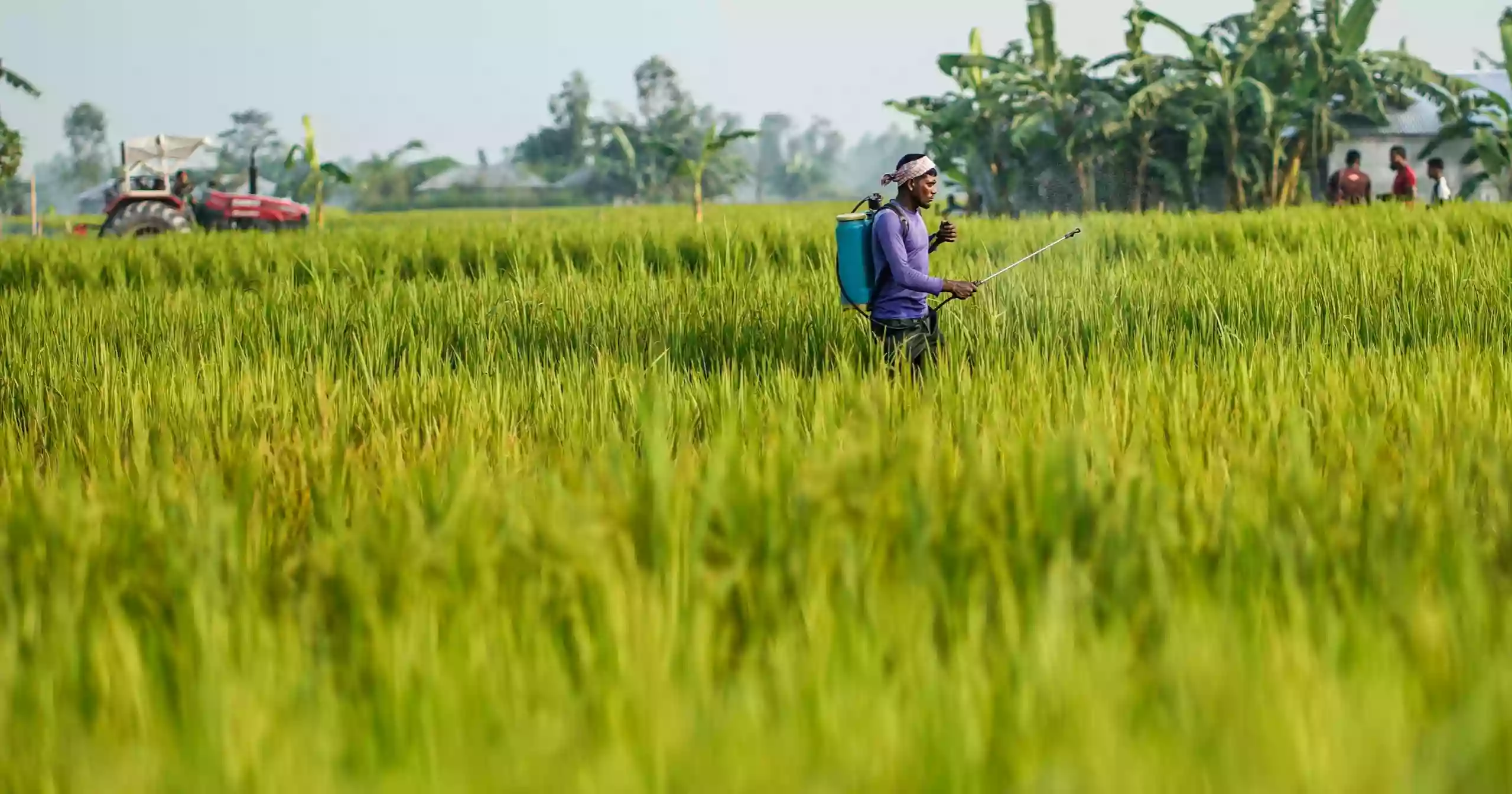 Teesta char farmers battle water woes to survive