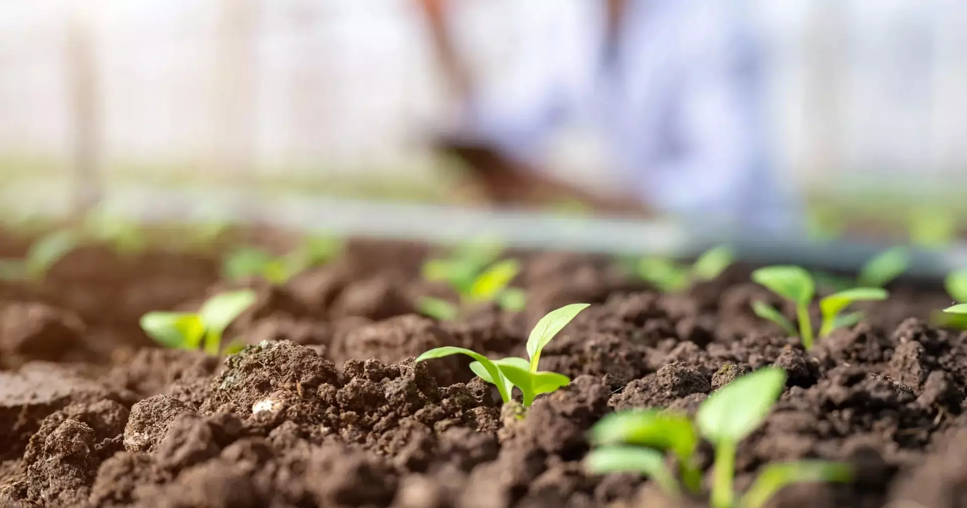 New soil test may help reveal how microbes make phosphorus available to plants
