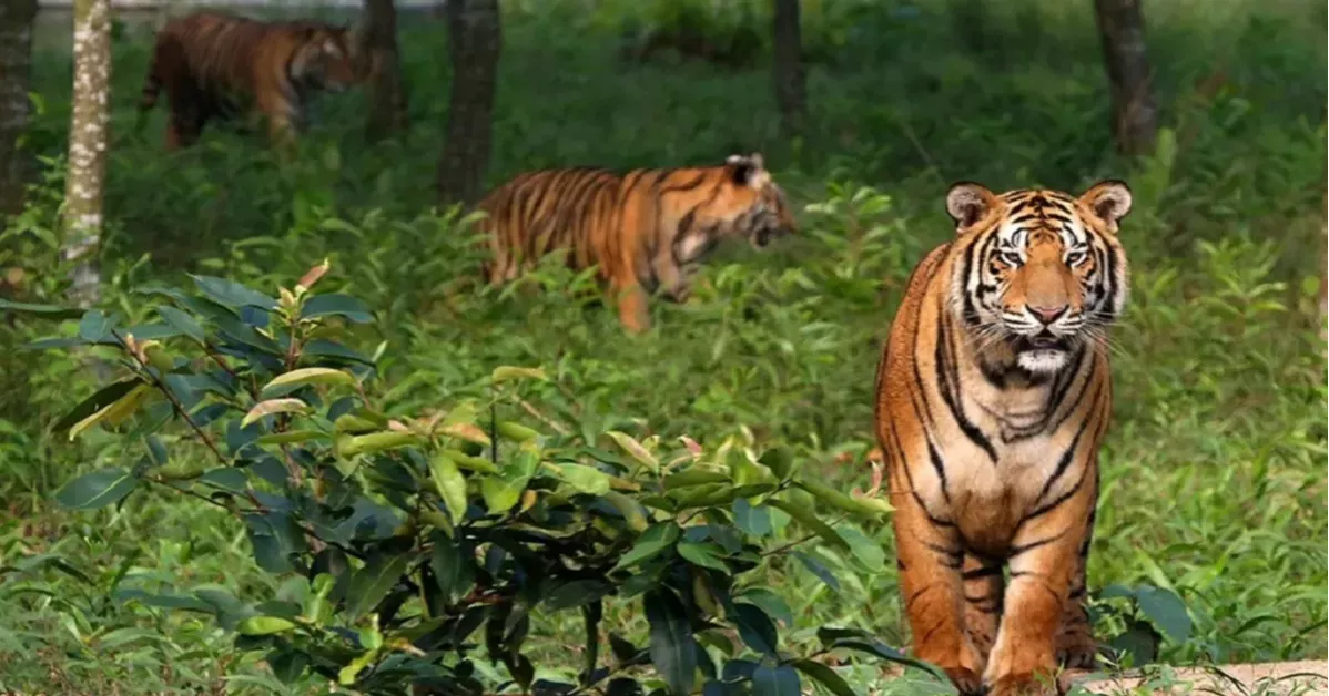 Global Tiger Day: Sundarbans sees increase in tiger population amid conservation efforts