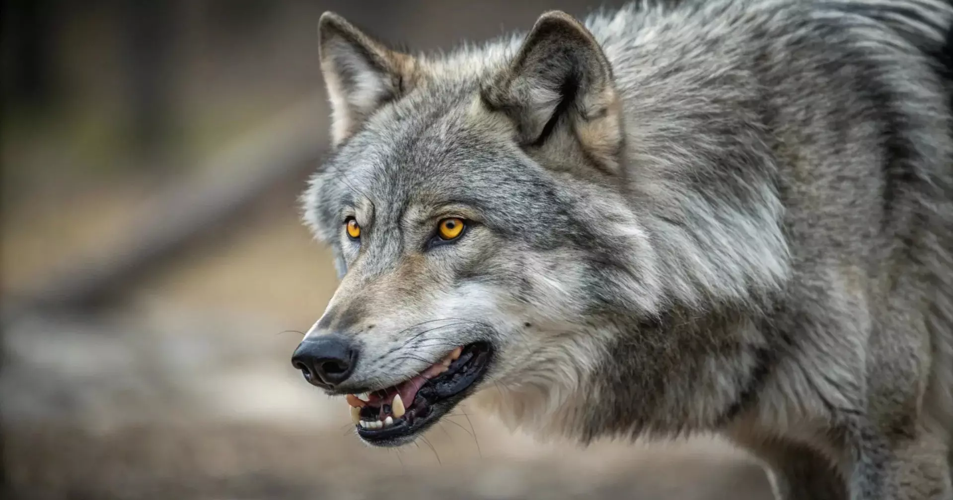 Study of 4,500 animals reveals how human presence changes wildlife behaviour
