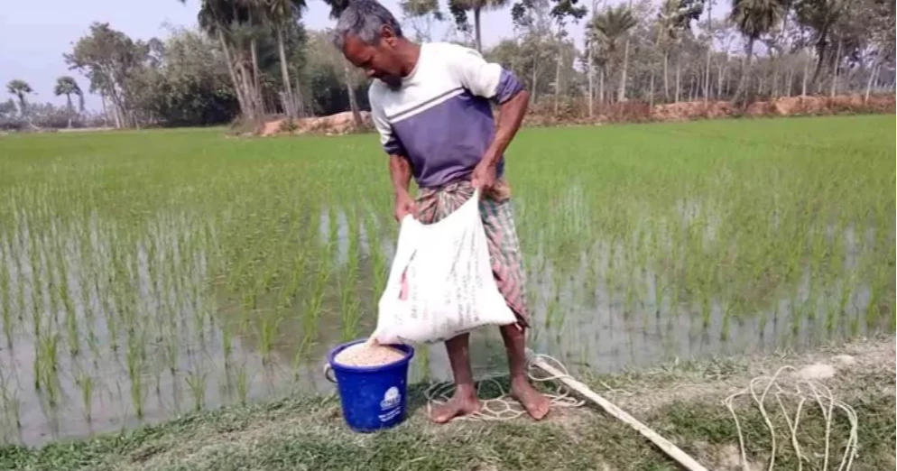 Overuse of chemical fertilisers threatens soil health in northern Bangladesh