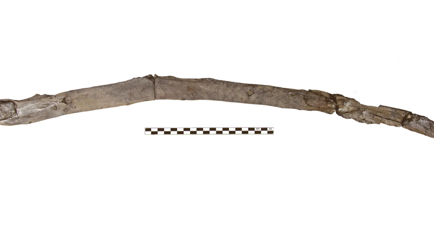 Scientists find earliest wooden tools yet at Greek excavation