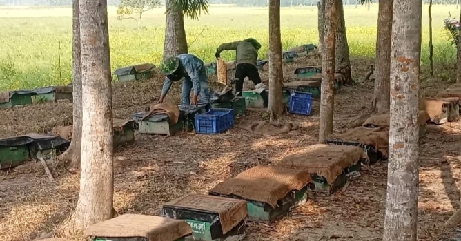 Cold and fog bite into Narail’s honey season