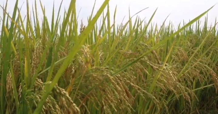 Low paddy prices leave Naogaon farmers reeling despite bumper yield