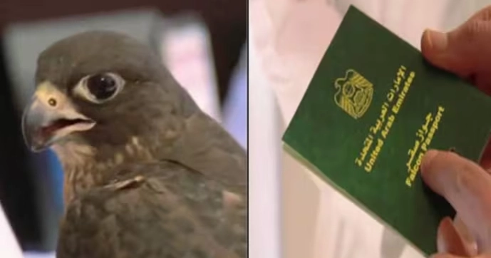 Bird in Emirates flight with its own passport!