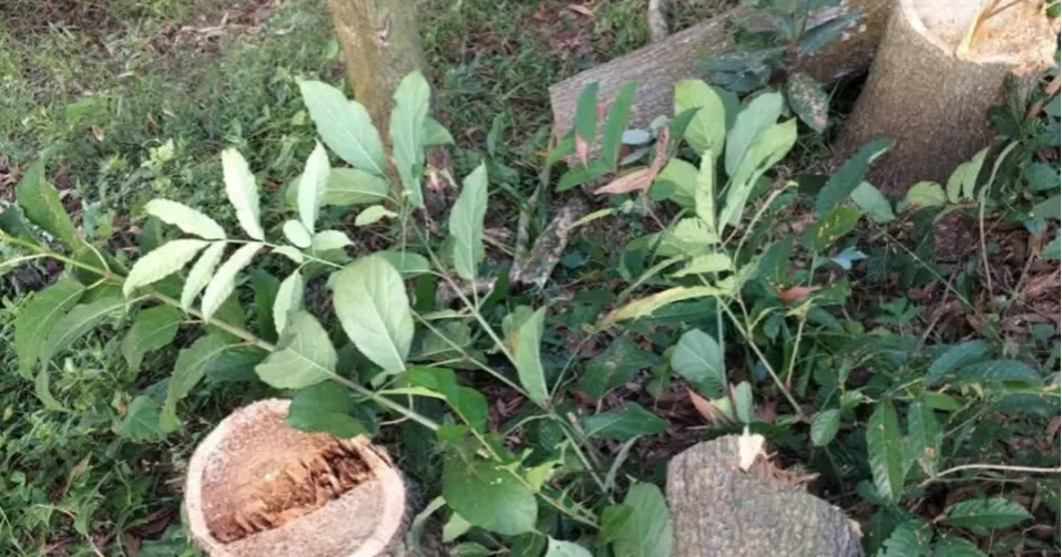 Sabotage attempt on Dhaka-Chattogram rail tracks foiled in Feni