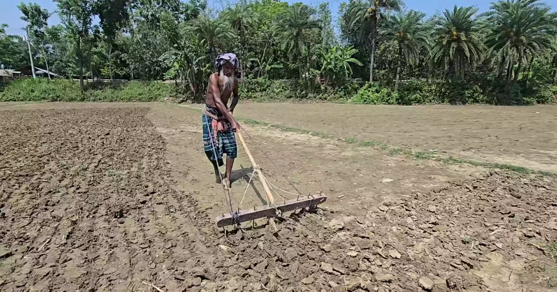 Fuel shortage casts shadow over jute farming in Faridpur